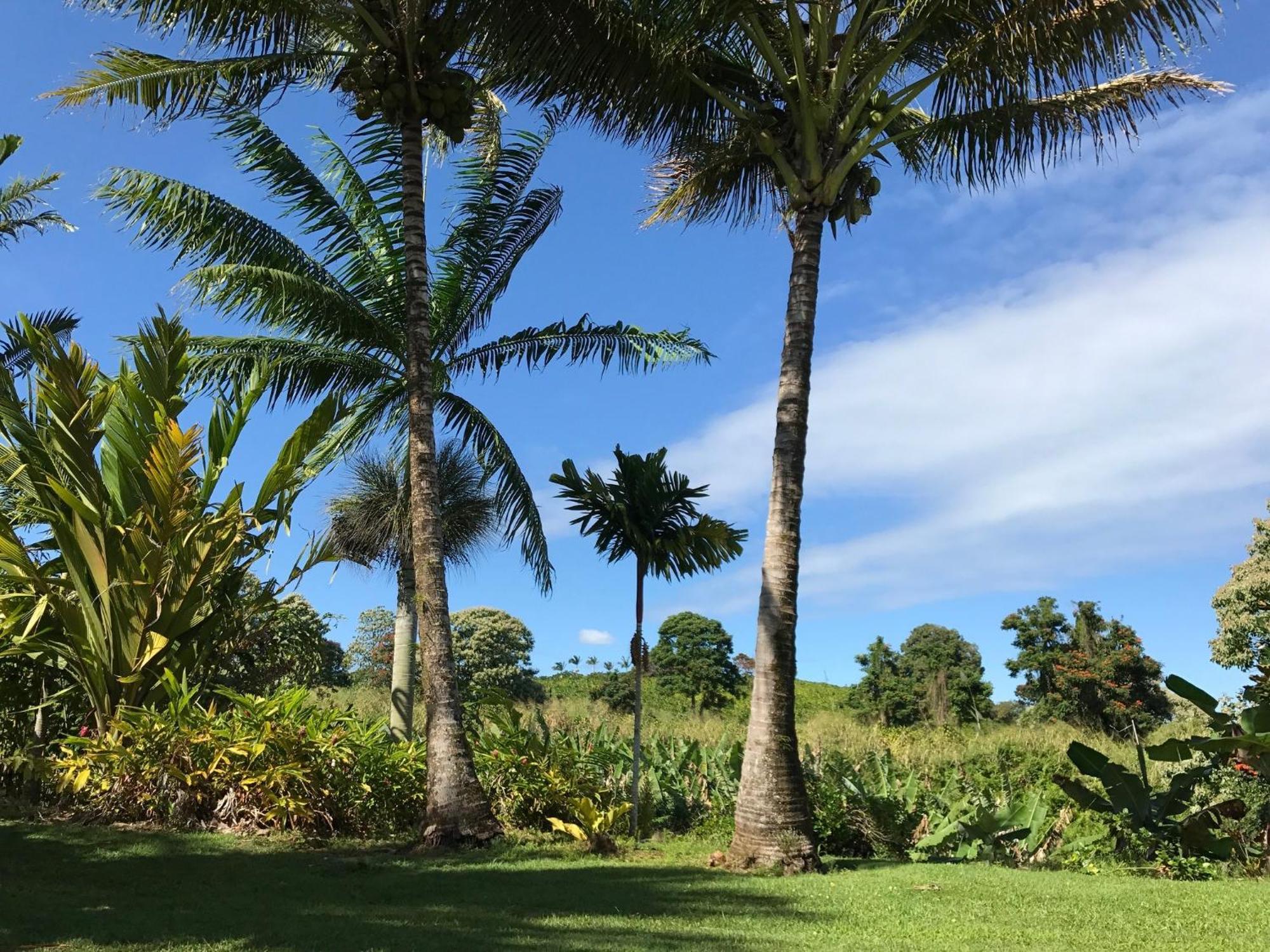 Island Goode'S - Luxury Adult Only Accommodation Near Hilo Papaikou Bagian luar foto