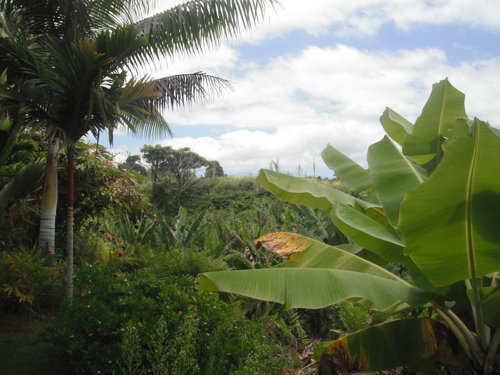 Island Goode'S - Luxury Adult Only Accommodation Near Hilo Papaikou Bagian luar foto