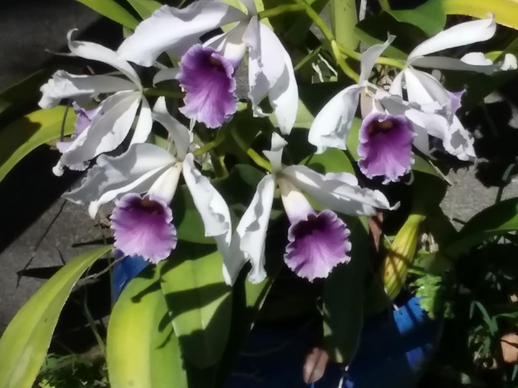 Island Goode'S - Luxury Adult Only Accommodation Near Hilo Papaikou Bagian luar foto