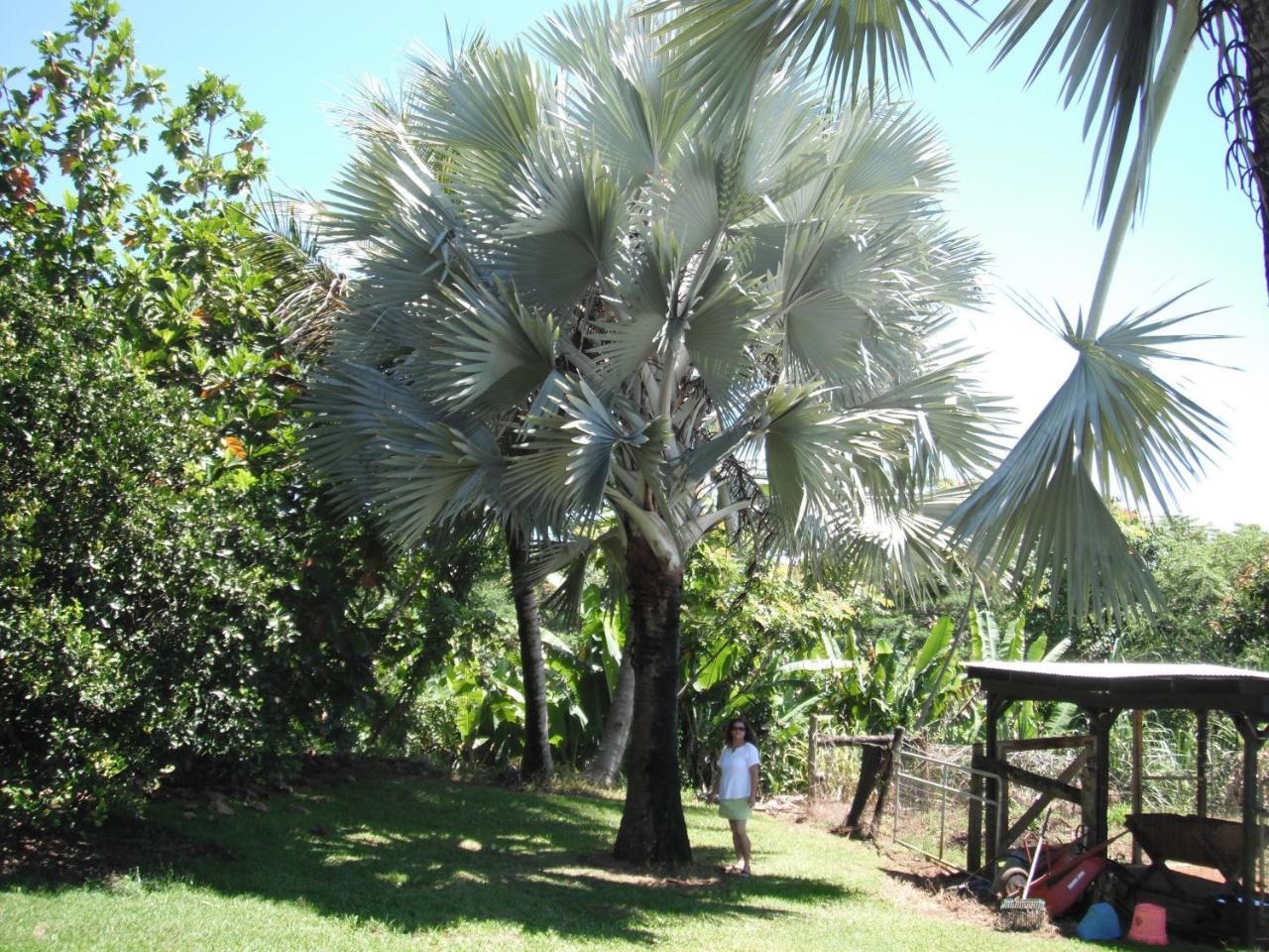 Island Goode'S - Luxury Adult Only Accommodation Near Hilo Papaikou Bagian luar foto